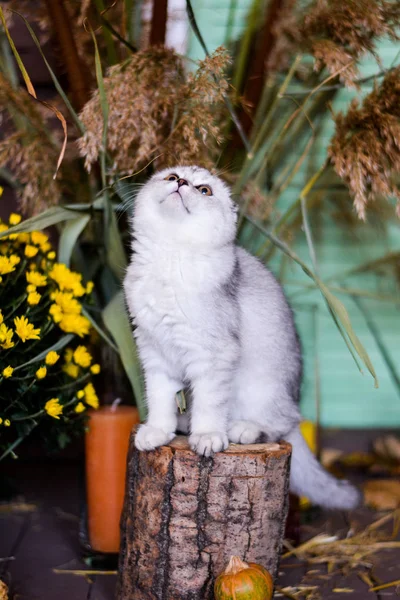Gatinho Gato Escocês Linha Reta Lop Eared Fofo Animal Árvore — Fotografia de Stock