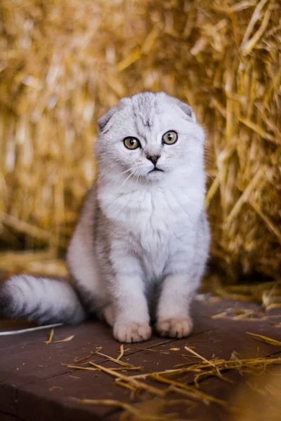 Yavru Kedi Kedi Skoç Düz Lop Eared Kabarık Hayvan Ağaç — Stok fotoğraf