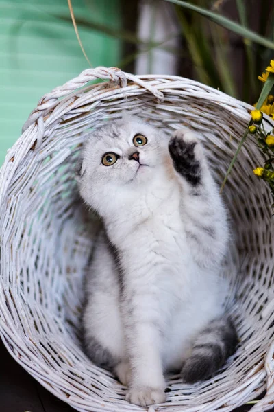 Kitten Cat Scottish Straight Lop Eared Fluffy Animal Tree Autumn — Stock Photo, Image