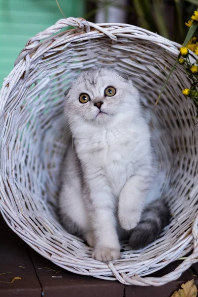 Kätzchen Katze Schottisch Gerade Schlappohr Flauschig Tierischer Baum Herbst — Stockfoto