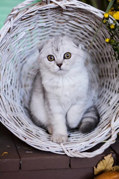 Gatinho Gato Escocês Linha Reta Lop Eared Fofo Animal Árvore — Fotografia de Stock