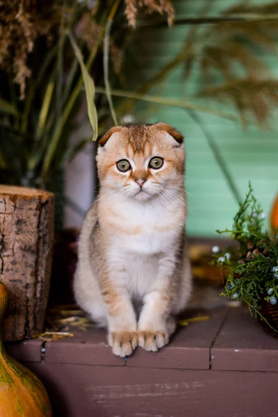 Kätzchen Katze Schottisch Gerade Schlappohr Flauschig Tierischer Baum Herbst — Stockfoto