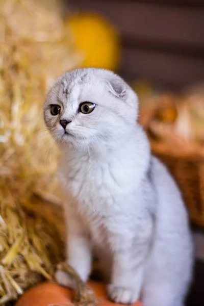 Kitten Kat Schotse Rechte Droeve Pluizig Dierlijke Boom Herfst — Stockfoto