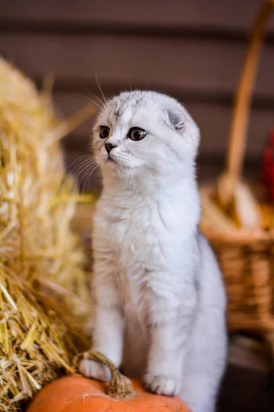 Cica Macska Skót Egyenes Brit Bolyhos Állati Őszi — Stock Fotó