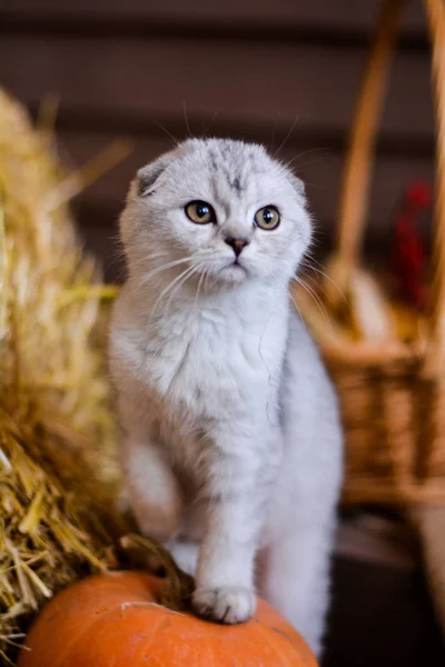 Gatinho Gato Escocês Linha Reta Lop Eared Fofo Animal Árvore — Fotografia de Stock