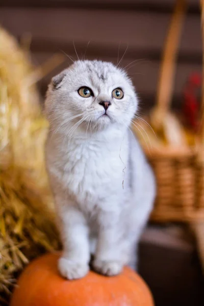 yavru kedi kedi İskoç düz, lop-eared kabarık, hayvan ağaç sonbahar