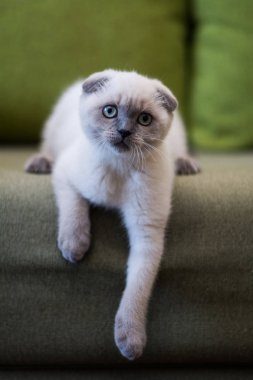 yavru kedi kedi İskoç düz, lop-eared kabarık, hayvan ağaç