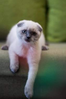 yavru kedi kedi İskoç düz, lop-eared kabarık, hayvan ağaç