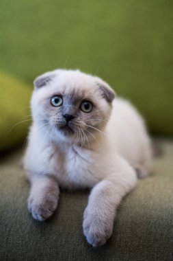 yavru kedi kedi İskoç düz, lop-eared kabarık, hayvan ağaç
