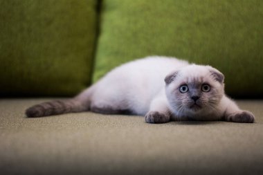 yavru kedi kedi İskoç düz, lop-eared kabarık, hayvan ağaç