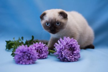 yavru kedi kedi İskoç düz, lop-eared kabarık, hayvan ağaç