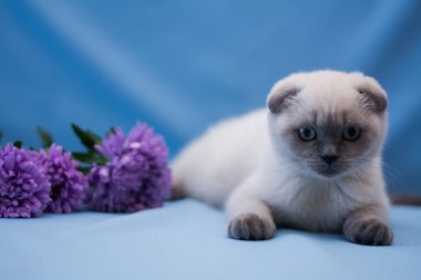 yavru kedi kedi İskoç düz, lop-eared kabarık, hayvan ağaç