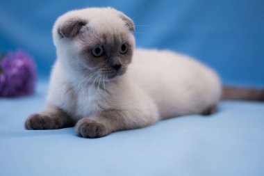 yavru kedi kedi İskoç düz, lop-eared kabarık, hayvan ağaç