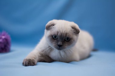 yavru kedi kedi İskoç düz, lop-eared kabarık, hayvan ağaç