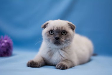 yavru kedi kedi İskoç düz, lop-eared kabarık, hayvan ağaç