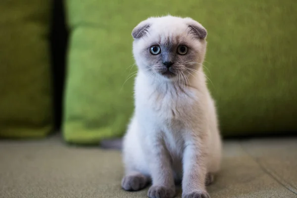 Kitten Cat Scottish Straight Lop Eared Fluffy Animal Tree — Stock Photo, Image