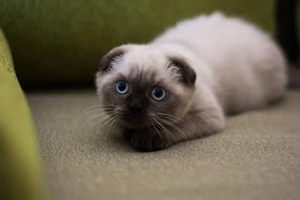 Gatito Gato Escocés Recta Lop Orejas Esponjoso Animal Árbol —  Fotos de Stock