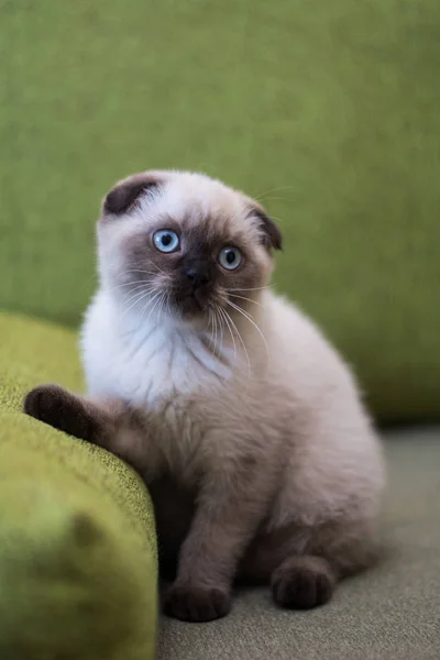 yavru kedi kedi İskoç düz, lop-eared kabarık, hayvan ağaç