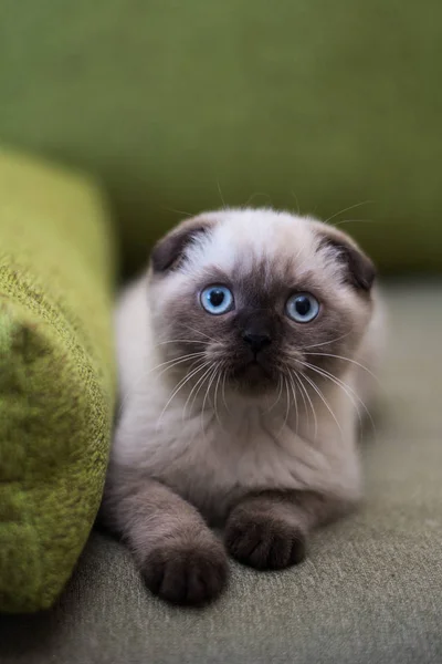 Chaton Chat Écossais Droit Bouclé Aux Oreilles Arbre Animal — Photo