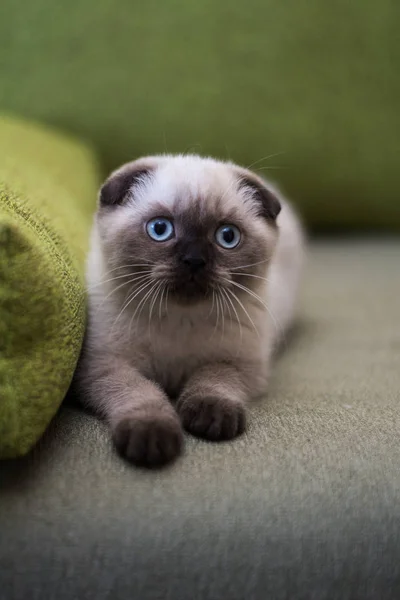 Kattunge Katt Skotska Raka Slokörad Fluffiga Djur Träd — Stockfoto