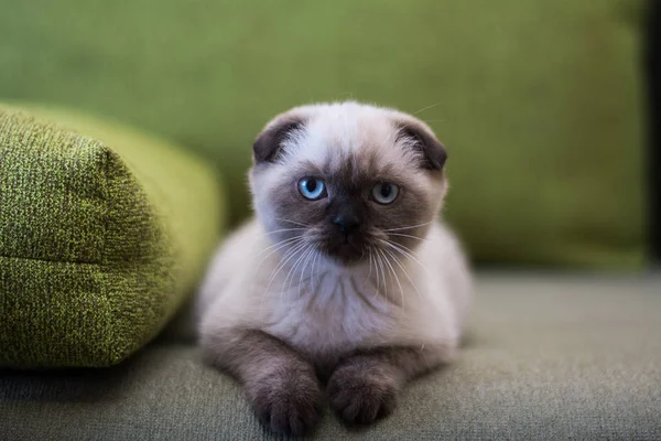 Kätzchen Katze Schottisch Gerade Schlappohr Flauschig Tierbaum — Stockfoto