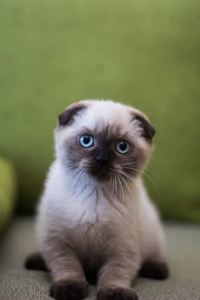 Chaton Chat Écossais Droit Bouclé Aux Oreilles Arbre Animal — Photo