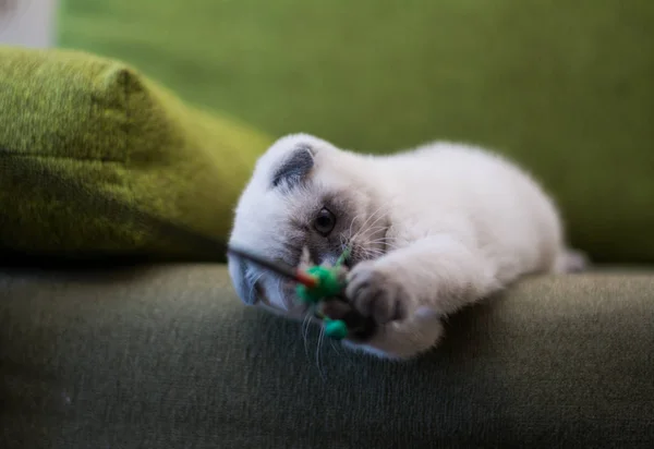 Chaton Chat Écossais Droit Bouclé Aux Oreilles Arbre Animal — Photo