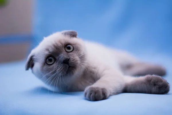 Yavru Kedi Kedi Skoç Düz Lop Eared Kabarık Hayvan Ağaç — Stok fotoğraf