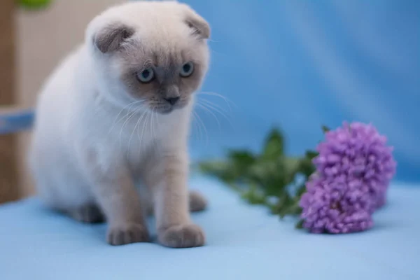 Kitten Cat Scottish Straight Lop Eared Fluffy Animal Tree — Stock Photo, Image