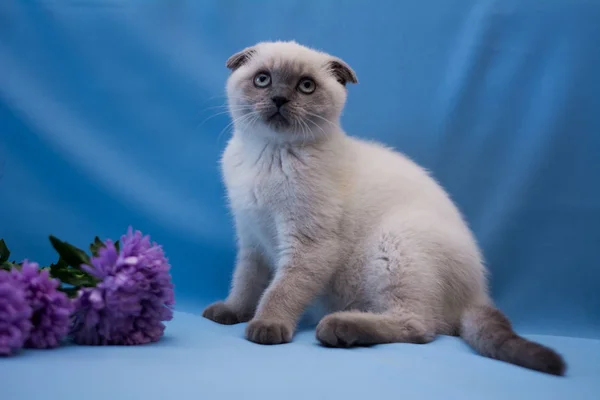 Gatito Gato Escocés Recta Lop Orejas Esponjoso Animal Árbol — Foto de Stock