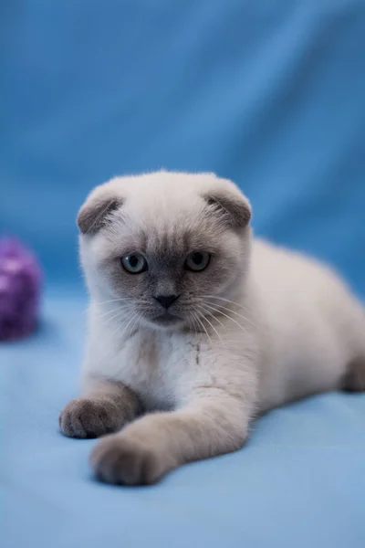 Gatito Gato Escocés Recta Lop Orejas Esponjoso Animal Árbol —  Fotos de Stock