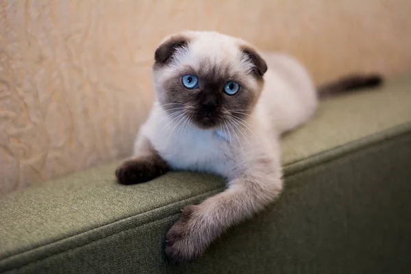 Kitten Cat Scottish Straight Lop Eared Fluffy Animal Tree — Stock Photo, Image