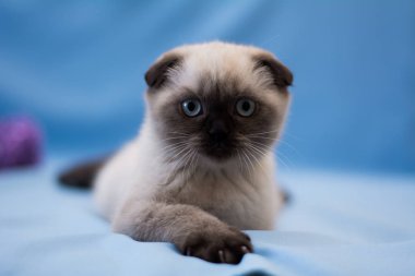 yavru kedi kedi İskoç düz, lop-eared kabarık, hayvan ağaç