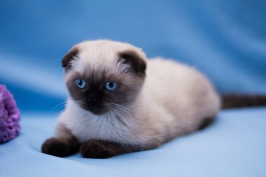 yavru kedi kedi İskoç düz, lop-eared kabarık, hayvan ağaç