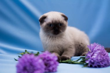 yavru kedi kedi İskoç düz, lop-eared kabarık, hayvan ağaç