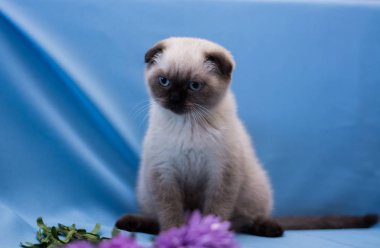 yavru kedi kedi İskoç düz, lop-eared kabarık, hayvan ağaç