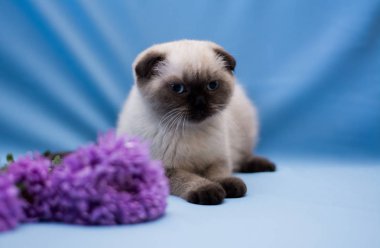 yavru kedi kedi İskoç düz, lop-eared kabarık, hayvan ağaç