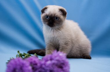 yavru kedi kedi İskoç düz, lop-eared kabarık, hayvan ağaç