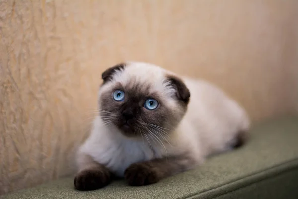 Kätzchen Katze Schottisch Gerade Schlappohr Flauschig Tierbaum — Stockfoto