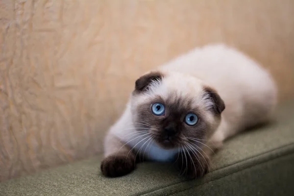 Kätzchen Katze Schottisch Gerade Schlappohr Flauschig Tierbaum — Stockfoto