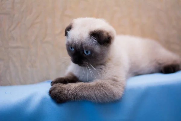 Gatito Gato Escocés Recta Lop Orejas Esponjoso Animal Árbol —  Fotos de Stock