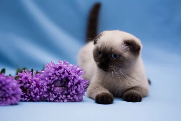 Gatito Gato Escocés Recta Lop Orejas Esponjoso Animal Árbol — Foto de Stock