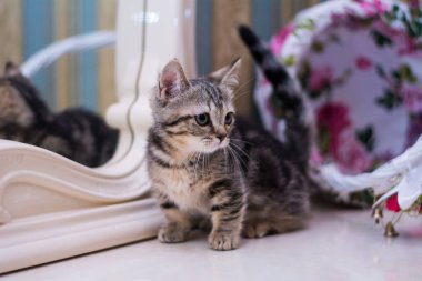 yavru kedi kedi İskoç düz, gevşek kabarık, hayvan cimcime