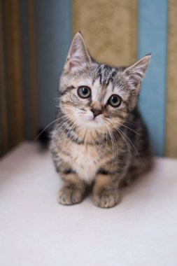 yavru kedi kedi İskoç düz, gevşek kabarık, hayvan cimcime