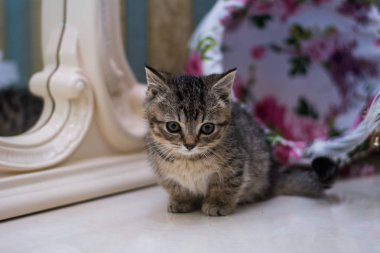 yavru kedi kedi İskoç düz, gevşek kabarık, hayvan cimcime