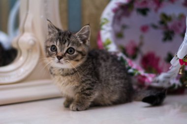 yavru kedi kedi İskoç düz, gevşek kabarık, hayvan cimcime