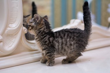 yavru kedi kedi İskoç düz, gevşek kabarık, hayvan cimcime