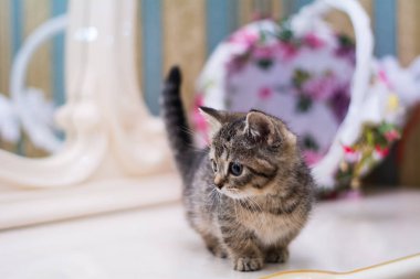 yavru kedi kedi İskoç düz, gevşek kabarık, hayvan cimcime