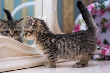 yavru kedi kedi İskoç düz, gevşek kabarık, hayvan cimcime