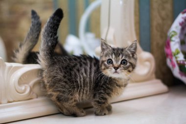 yavru kedi kedi İskoç düz, gevşek kabarık, hayvan cimcime